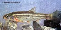 Salinas chub (Gila modesta)