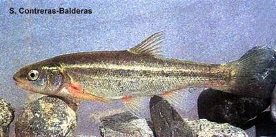Salinas chub (Gila modesta)