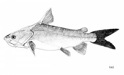Salmon catfish (Neoarius leptaspis)