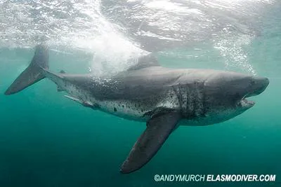 Salmon shark (Lamna ditropis)