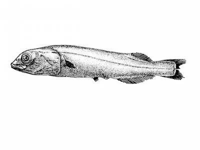 Salmon smooth-head (Conocara salmoneum)