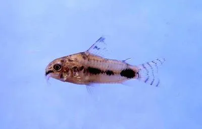 Salt and Pepper catfish (Corydoras habrosus)