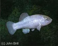 Salt Creek pupfish (Cyprinodon salinus salinus)