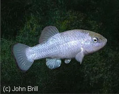 Salt Creek pupfish (Cyprinodon salinus salinus)