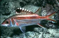 Sammara squirrelfish (Neoniphon sammara)