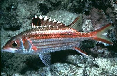 Sammara squirrelfish (Neoniphon sammara)