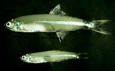 Samoan anchovy (Stolephorus apiensis)