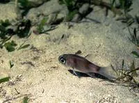 Samoan cardinalfish (Nectamia savayensis)