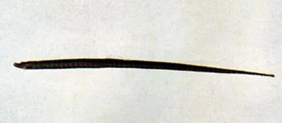 Samoan pipefish (Halicampus mataafae)