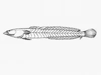 Samoan sand dart (Kraemeria samoensis)