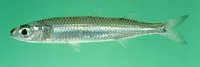 Samoan silverside (Hypoatherina temminckii)
