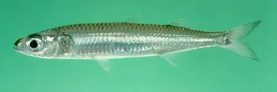 Samoan silverside (Hypoatherina temminckii)