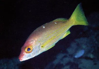 Samoan snapper (Lutjanus mizenkoi)