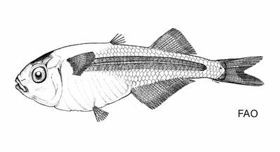 Samoan surf sardine (Iso nesiotes)