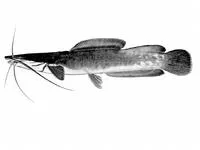 Sampa (Heterobranchus longifilis)
