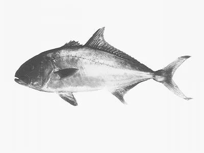 Samson fish (Seriola hippos)
