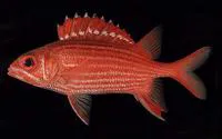 Samurai squirrelfish (Sargocentron ittodai)