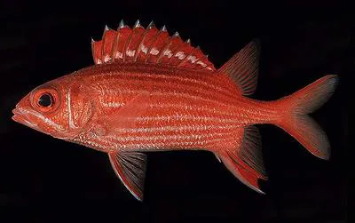 Samurai squirrelfish (Sargocentron ittodai)