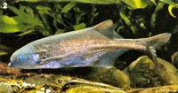 Samwamowa (Marcusenius nyasensis)