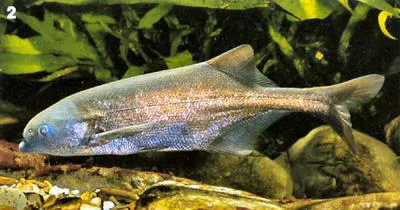 Samwamowa (Marcusenius nyasensis)