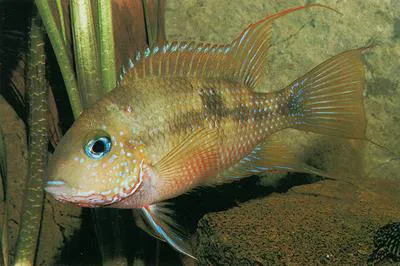San Domingo cichlid (Thorichthys callolepis)