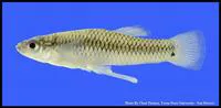 San Felipe gambusia (Gambusia clarkhubbsi)