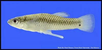 San Felipe gambusia (Gambusia clarkhubbsi)