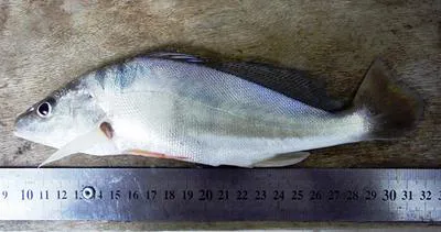 San Francisco croaker (Pachyurus francisci)
