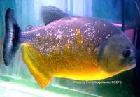 San Francisco piranha (Pygocentrus piraya)
