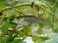 San Jeronimo livebearer (Poeciliopsis fasciata)