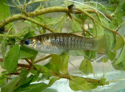 San Jeronimo livebearer (Poeciliopsis fasciata)