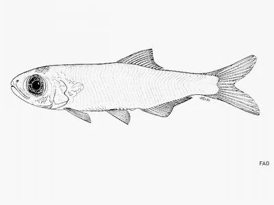 Sanaga pygmy herring (Thrattidion noctivagus)