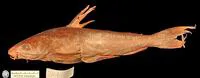 Sand catfish (Arius arenarius)
