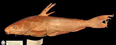 Sand catfish (Arius arenarius)