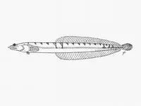 Sand dart (Chalixodytes chameleontoculis)