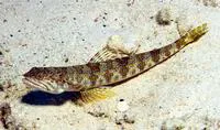 Sand diver (Synodus intermedius)