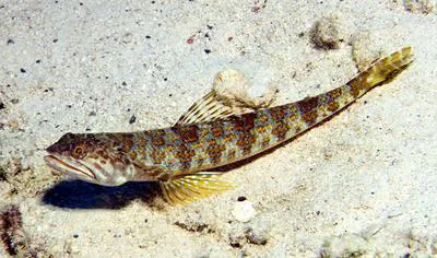 Sand diver (Synodus intermedius)