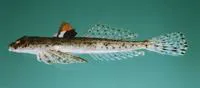 Sand dragonet (Callionymus marleyi)