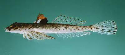 Sand dragonet (Callionymus marleyi)
