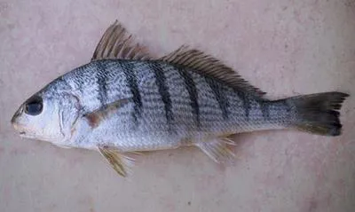 Sand drum (Umbrina coroides)