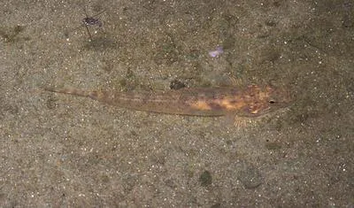 Sand fish (Awaous tajasica)