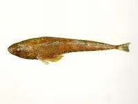 Sand flathead (Platycephalus bassensis)
