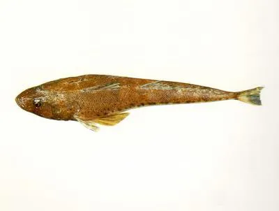 Sand flathead (Platycephalus bassensis)