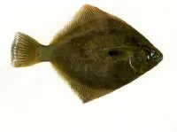 Sand flounder (Rhombosolea plebeia)