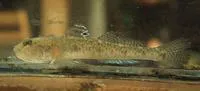 Sand goby (Pomatoschistus minutus)
