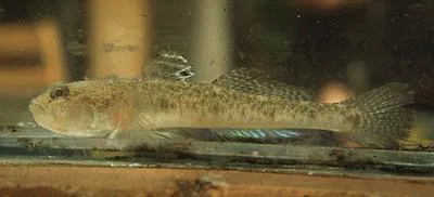 Sand goby (Pomatoschistus minutus)