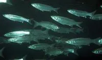 Sand grey mullet (Myxus elongatus)