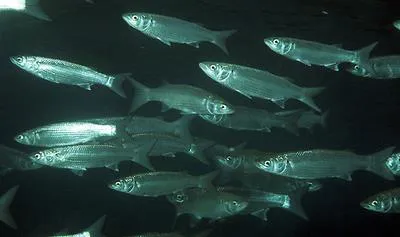 Sand grey mullet (Myxus elongatus)