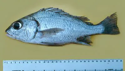 Sand grunt (Pomadasys branickii)