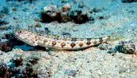 Sand lizardfish (Synodus dermatogenys)